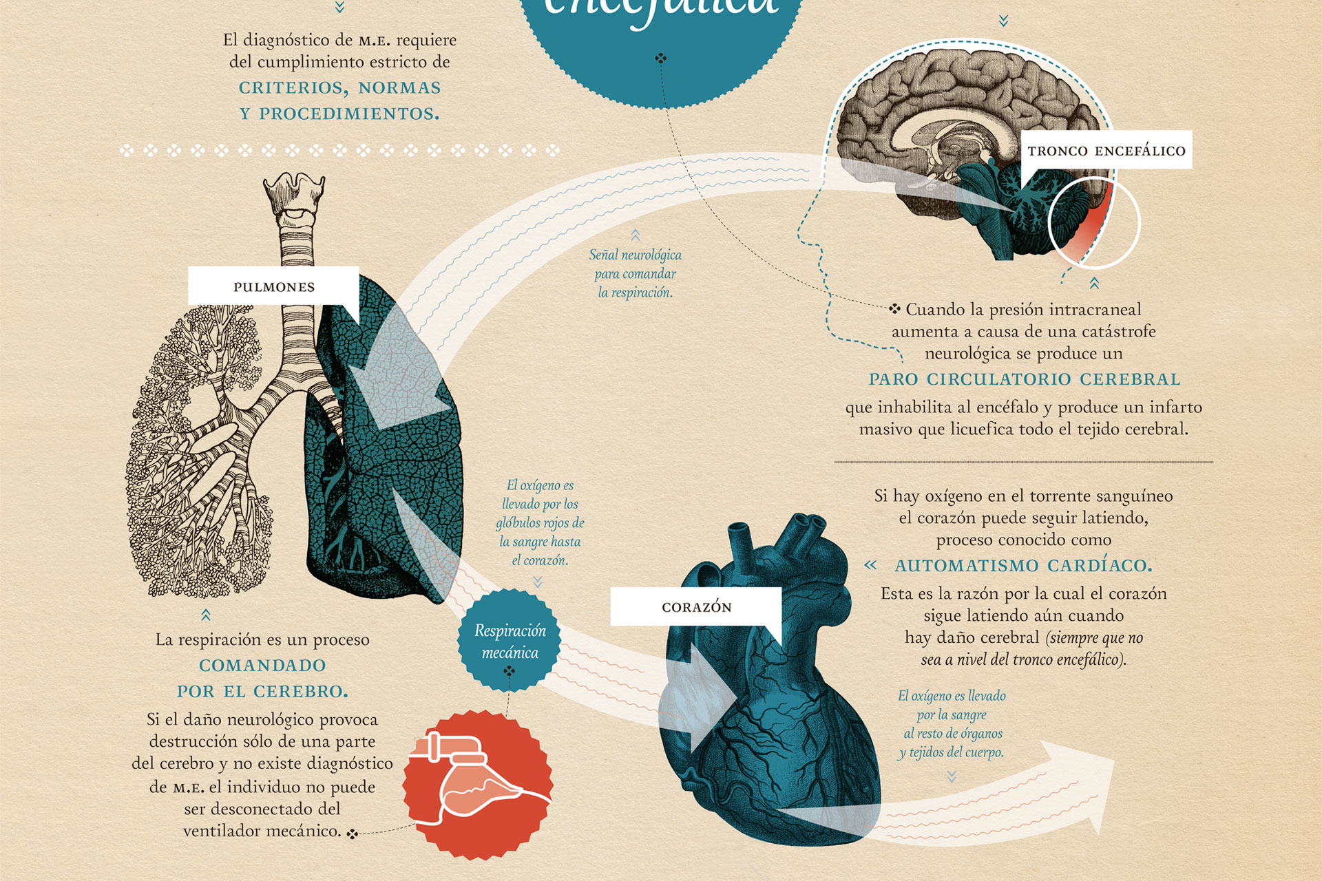 Infografías exposición Oruam
